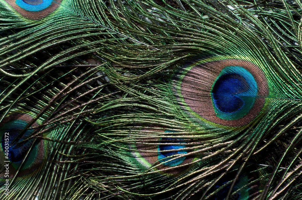 Obraz premium pawie oko