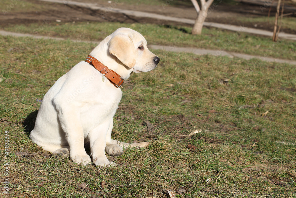 yellow labrador puppy on the grass yellow labrador puppy on the grass