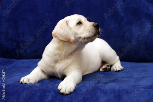 lovely yellow labrador puppy © yarvet