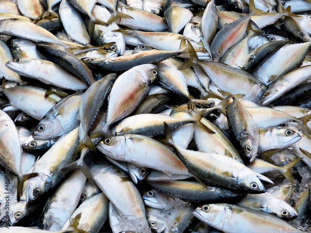 short-bodied mackerel short-bodied mackerel