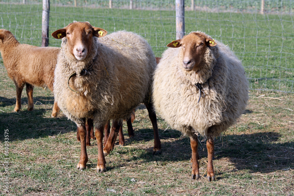 Obraz premium Schafe