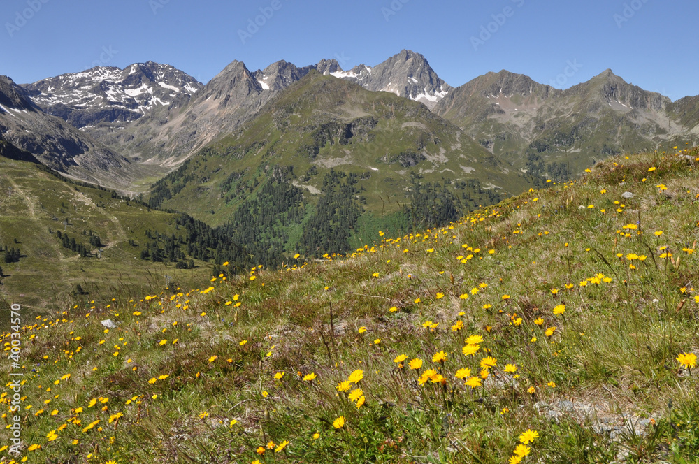 Blumenwiese bei Kühtai Blumenwiese bei Kühtai