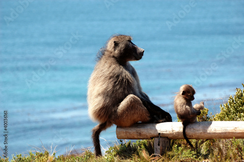 Baboons © nonobzh