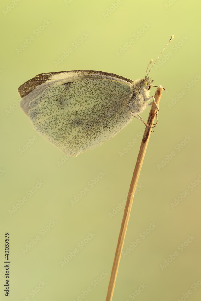 Obraz premium Mariposa Pieris brassicae