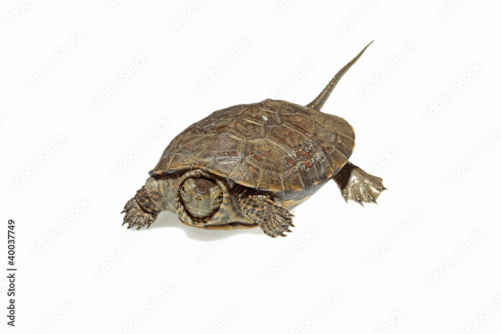 Naklejka premium Galápago leproso