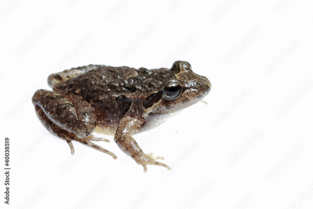Sapillo pintojo Sapillo pintojo