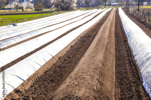 field of aspargus in spring covered with foil