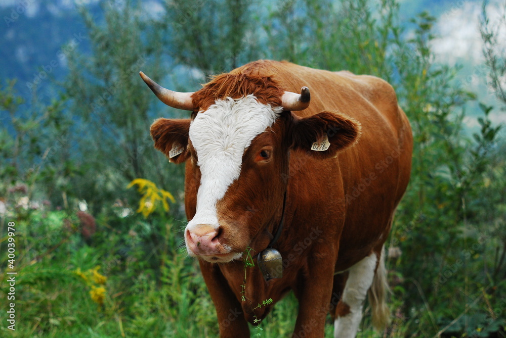 a cow standing in the meadow eating grass a cow standing in the meadow eating grass