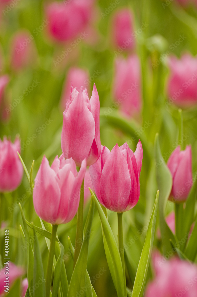 China Pink Tulpen - Drilling