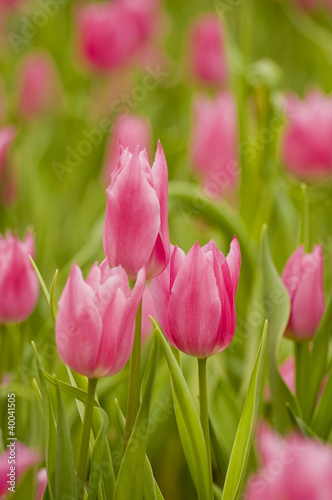 China Pink Tulpen - Drilling