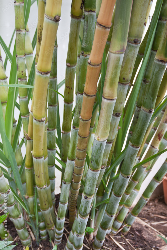 Fototapeta premium touffe de canne à sucre