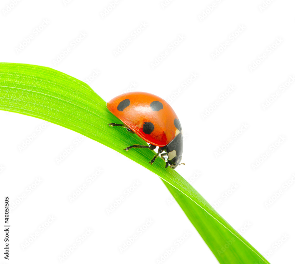 ladybug ladybug