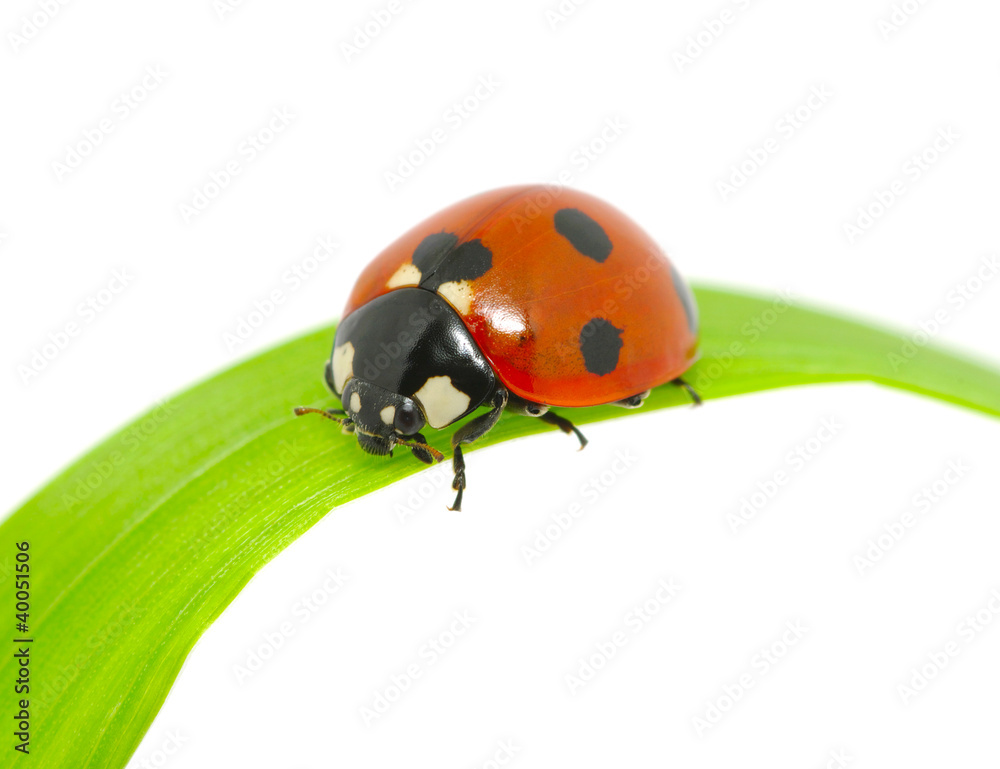 ladybug ladybug