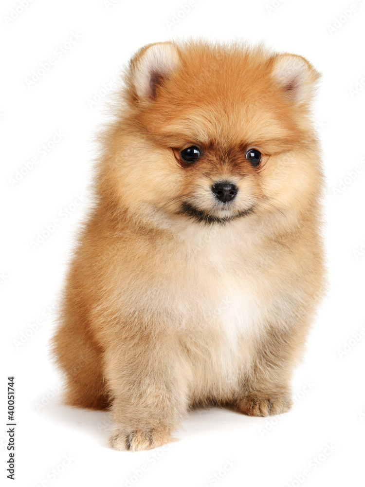 spitz dog spitz dog