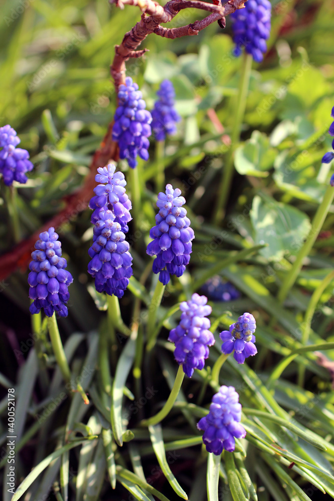 muscari muscari