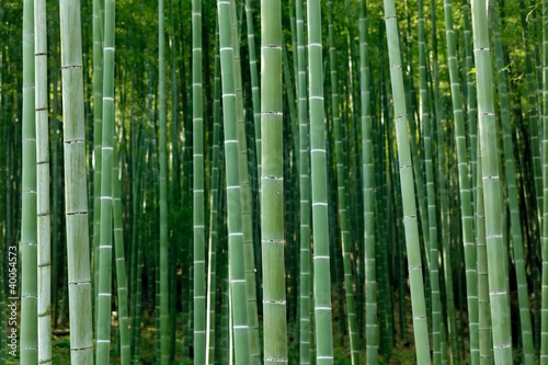 Fototapeta Naklejka Na Ścianę i Meble -  dense bamboo forest