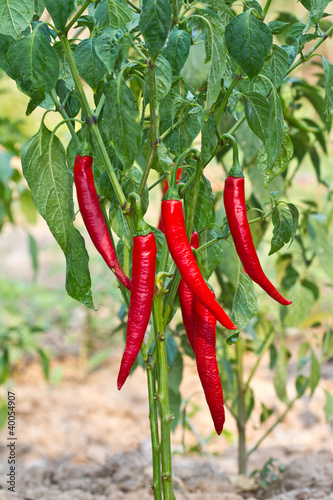 Red  chilli