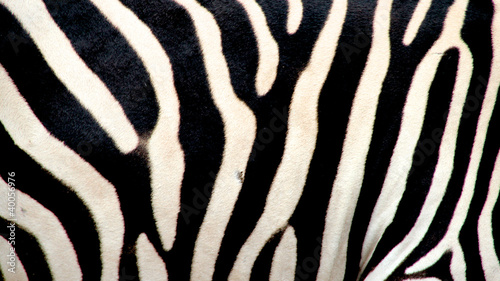 Zebra  Ngorongoro Crater  Kenya