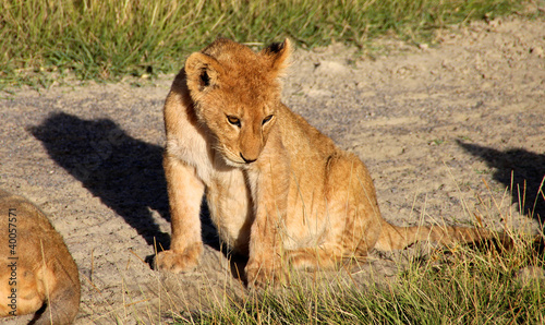 Lion cub  Serengeti National Park  Kenya