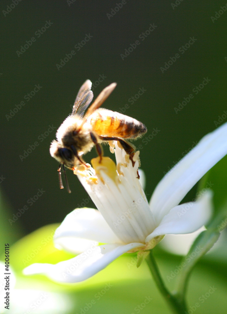 Honey Bee Honey Bee