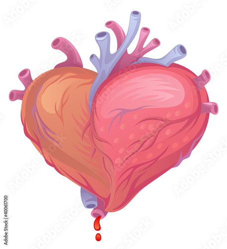 Heart