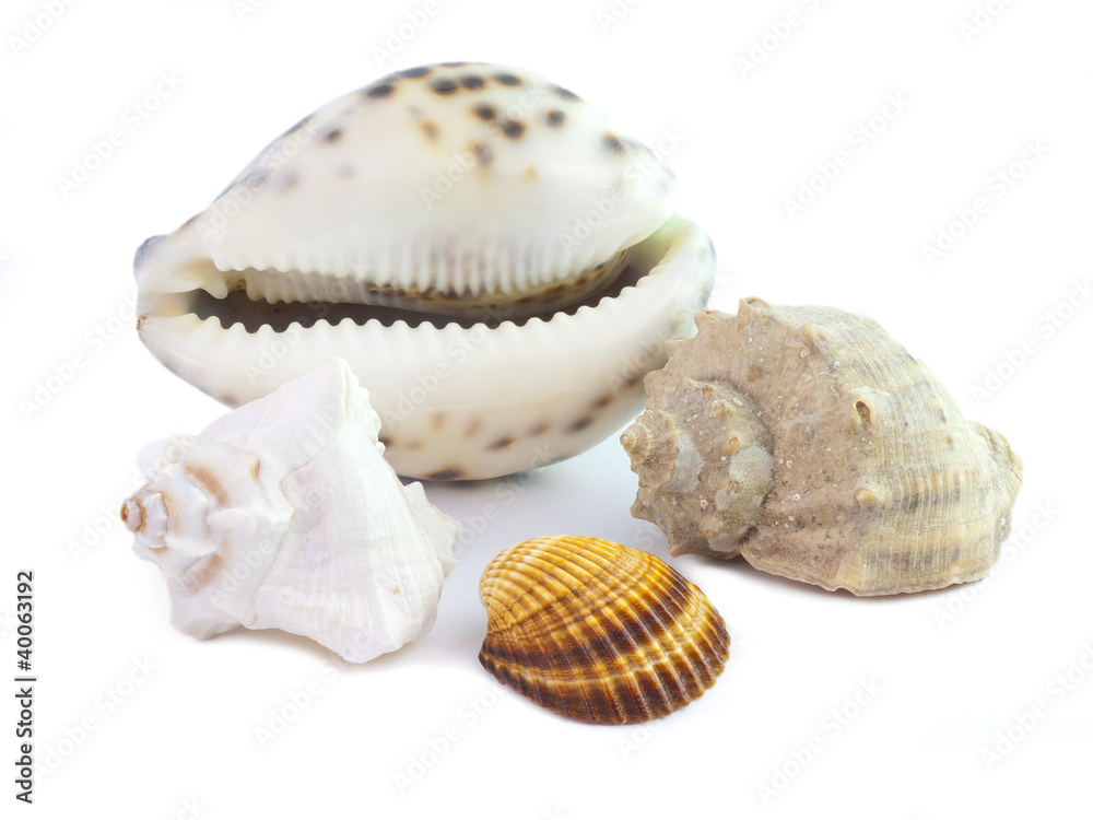 The isolated seashells The isolated seashells