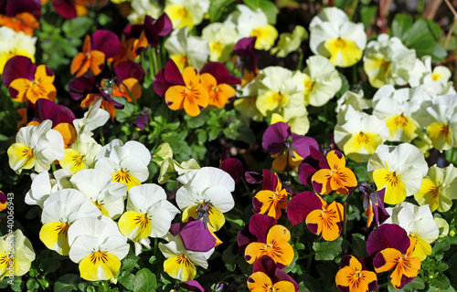 Hornveilchen, Viola cornuta, horned pansy, tufted pansy photo