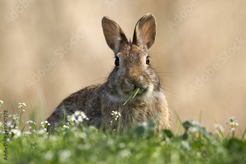 A rabbit eats the grass