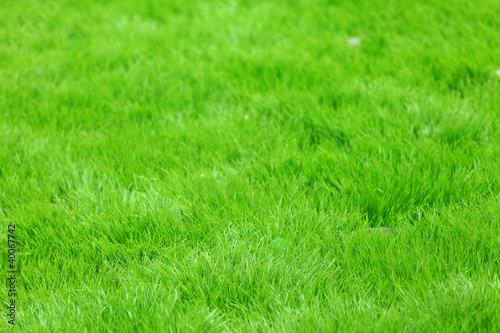 new spring green grass © leungchopan