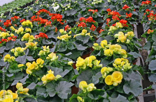 interior of a greenhouse for growing flowers