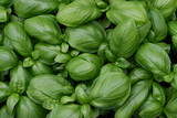 green leaves of fresh basil ready to be used in cooking