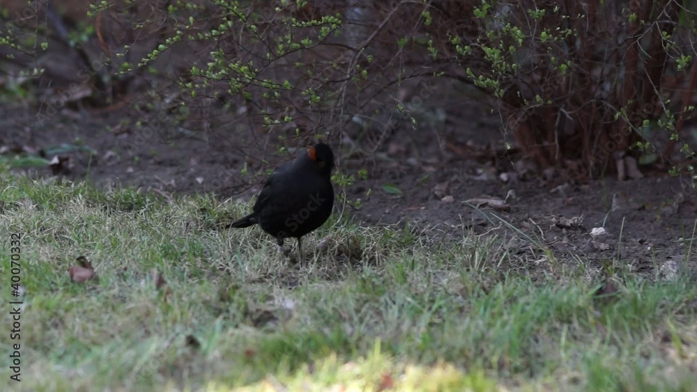 Amsel (Turdus merula)