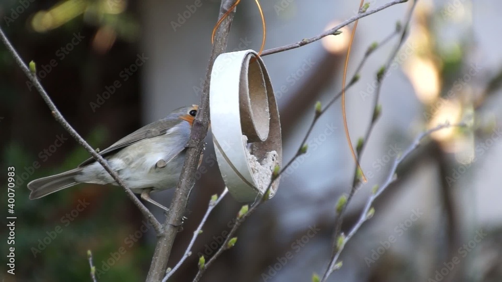 Video Rotkelchen fressen (Erithacus rubecula)