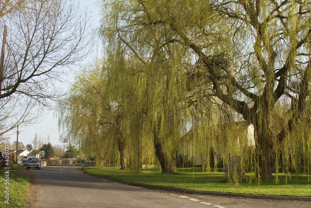 Obraz premium weeping willows somerset
