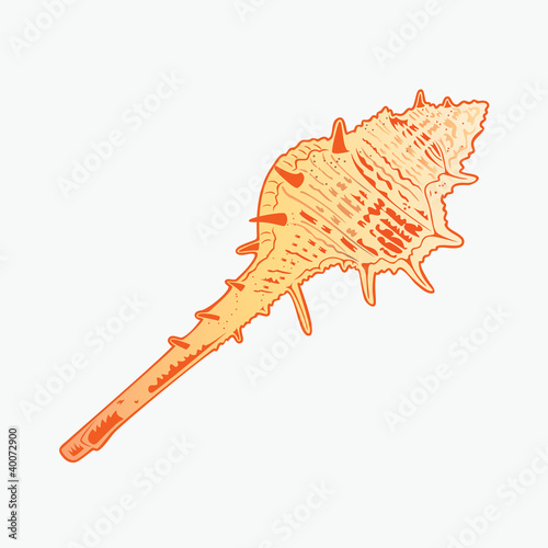 Seashell