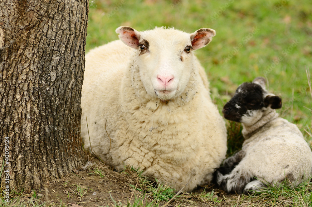 Obraz premium Spring Lamb