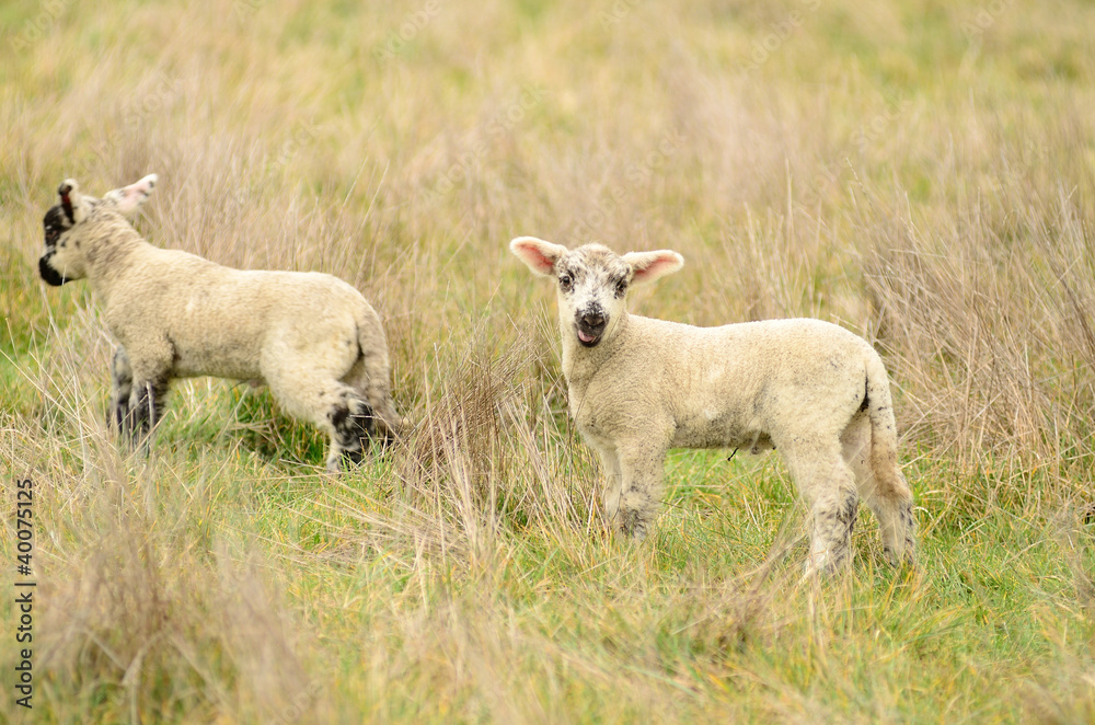 Spring Lamb Spring Lamb