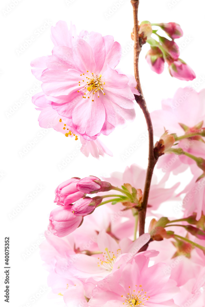 Pink cherry blossom (sakura flowers), isolated on white