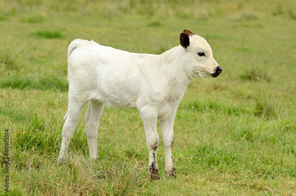 Obraz premium Longhorn Calves
