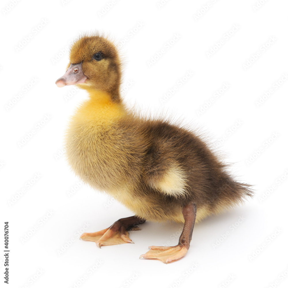 one duckling one duckling