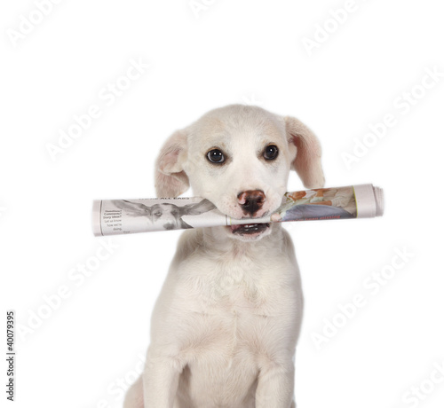 Lab Puppy fetching the newspaper