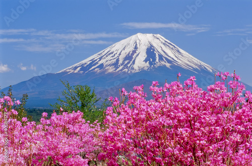 富士山とミツバツツジ © joyfuji