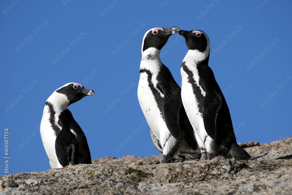 Obraz premium African Penguins