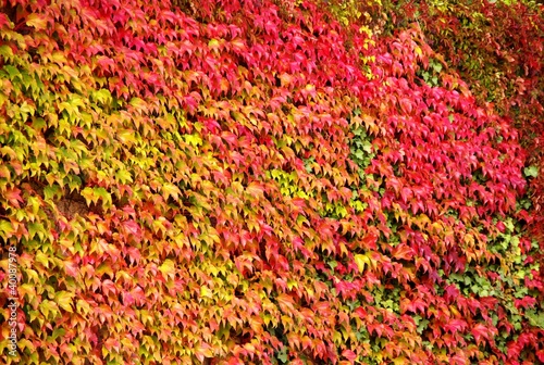 A virgina creeper in autumn colours