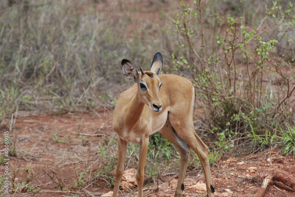 Female impala antelope (Aepyceros melampus petersi) Female impala antelope (Aepyceros melampus petersi)