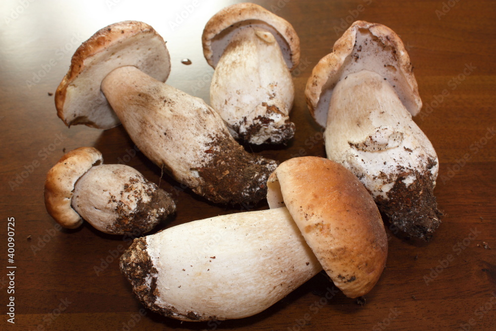 Cueillette de cèpe de bordeau Cueillette de cèpe de bordeau