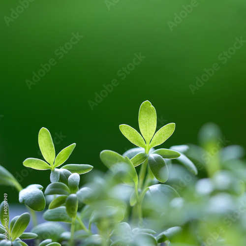 Green grass background