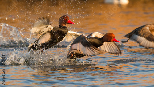 Flying Red crested pochard