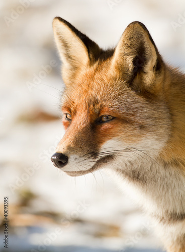 Portrait of a red Fox