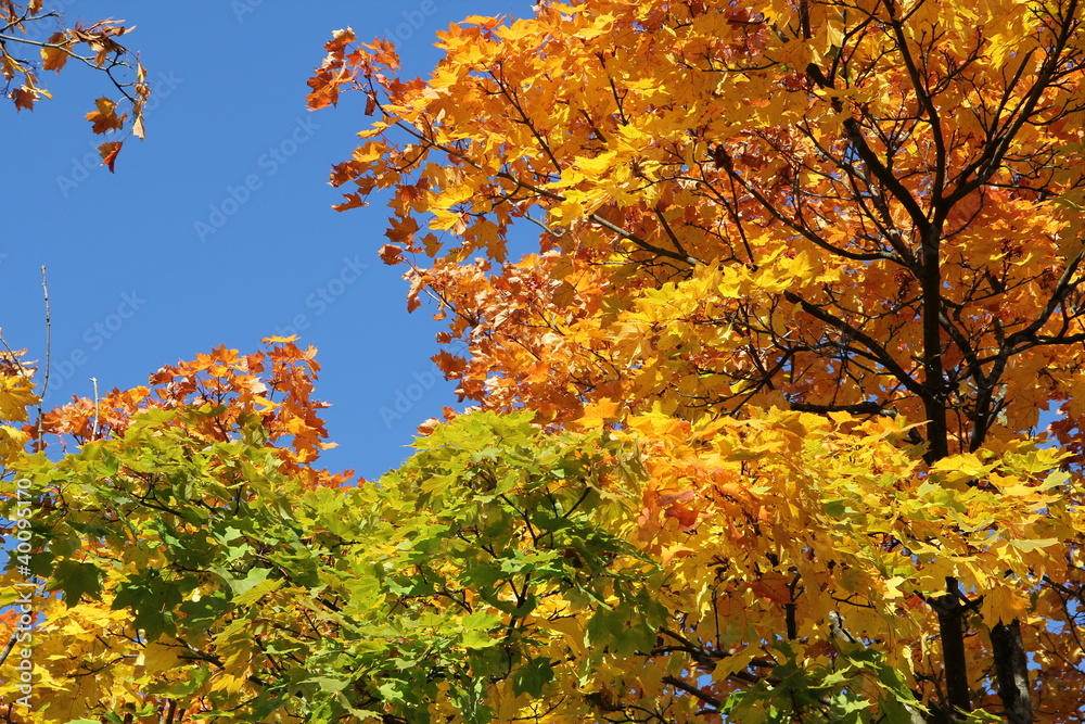 Fototapeta premium Herbstlaub